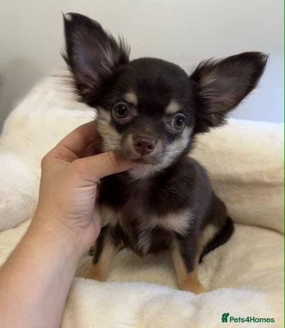 Chihuahua dogs READY TO GO TINY LONGHAIR CHIHUAHUA - Advert 4