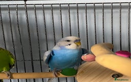 Budgerigars birds for sale: 2 budgies with cage and toys - Image 2