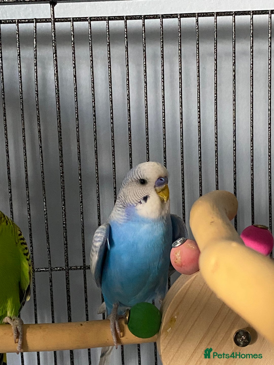 Budgerigars birds for sale: 2 budgies with cage and toys - Image 2