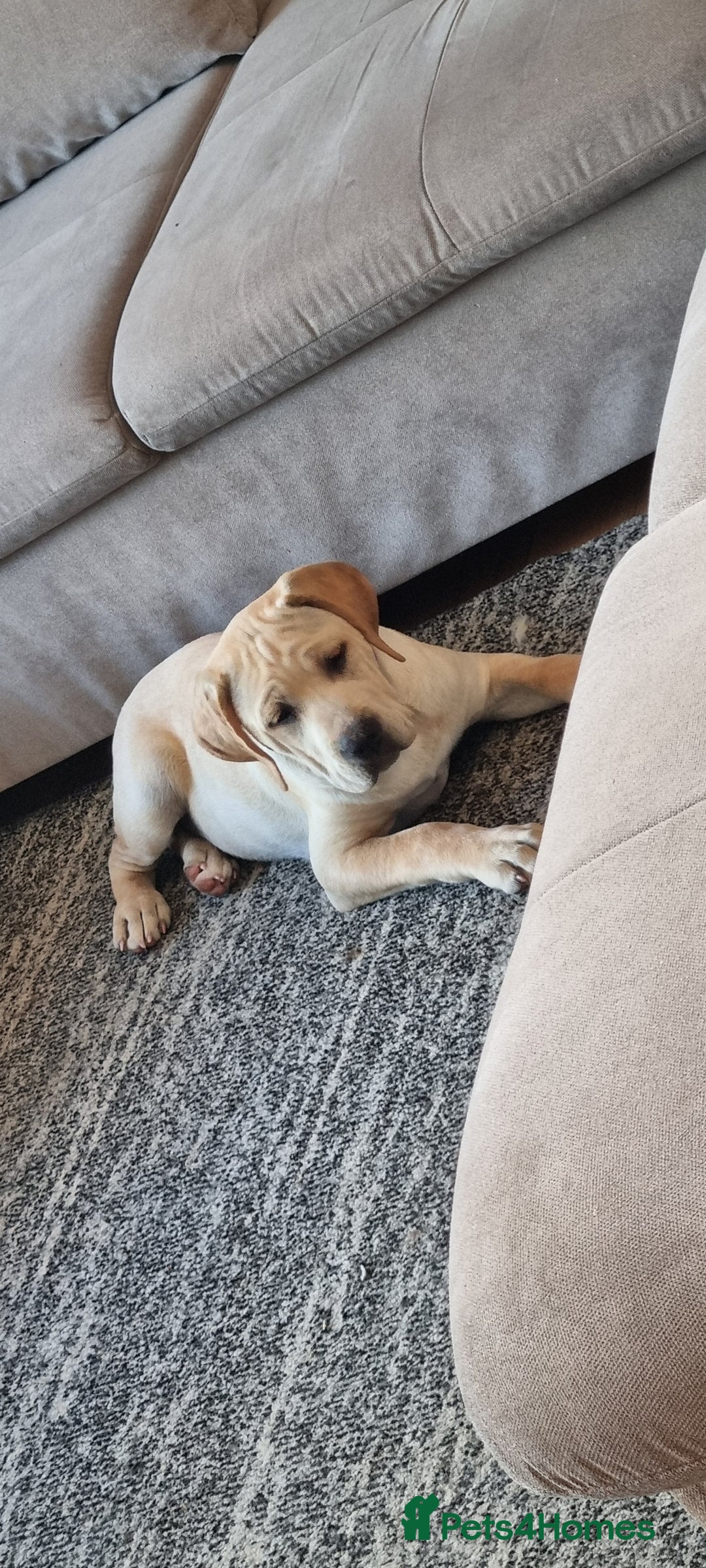 Mixed Breed dogs for sale: THE LAST BEAUTIFUL BOY–CaneCorso x Staffy puppies  - Image 11
