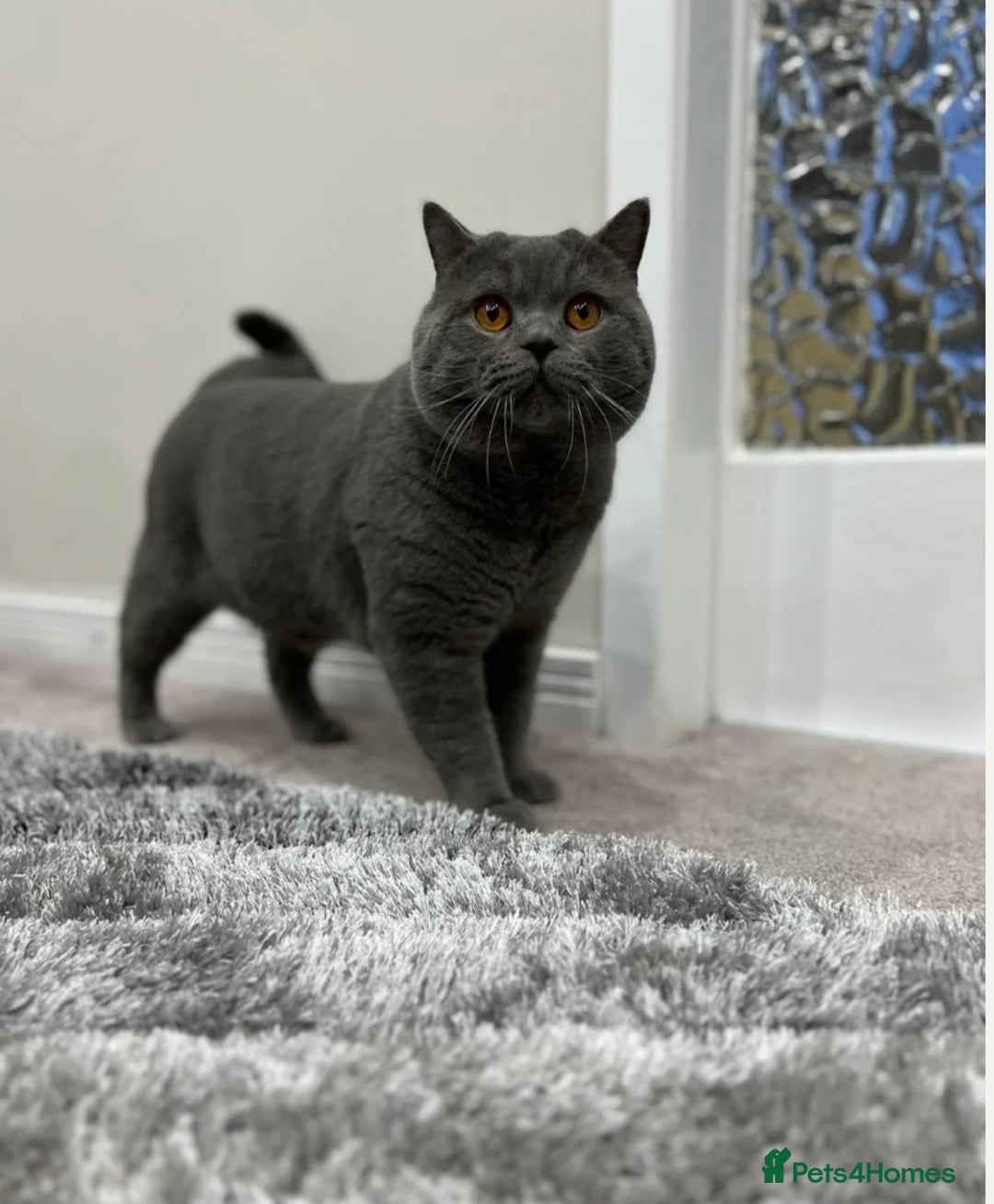 British Shorthair cats for sale: 100% Pure Pedigree Champion line Bsh Reg. Kitten - Advert 4