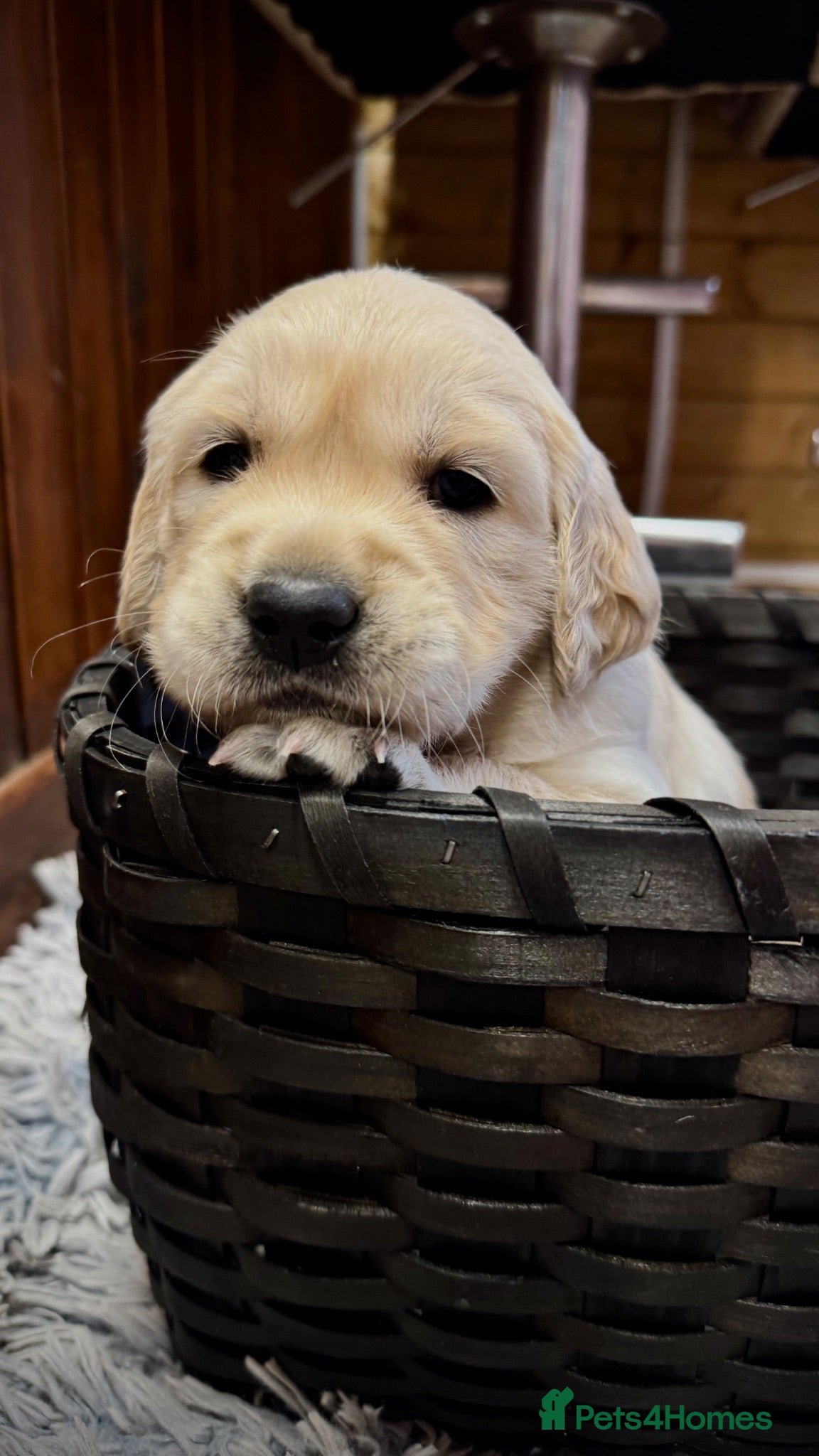 Golden Retriever dogs LARGE SIZE PURE GOLDEN RETRIEVER PUPPIES!!! - Advert 1