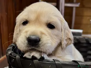 Golden Retriever dogs LARGE SIZE PURE GOLDEN RETRIEVER PUPPIES!!! - Advert 1