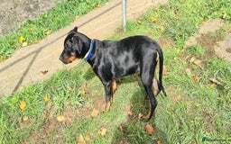 Rottweiler dogs for sale: Healthy Rottweiler puppies ready now  - Image 4