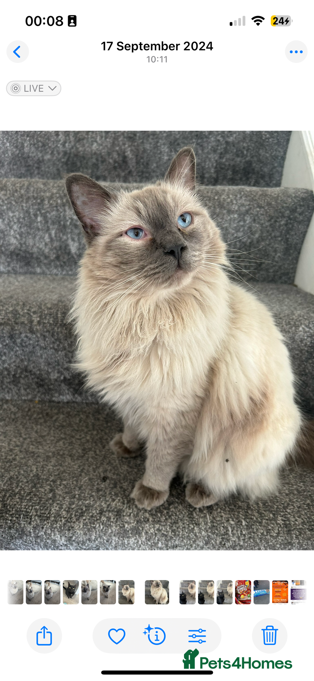Ragdoll cats for sale: Male ragdoll for sale - Advert 1