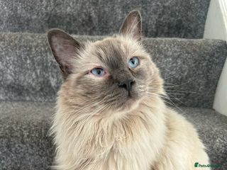 Ragdoll cats Male ragdoll for sale - Advert 1