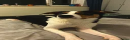 Mixed Breed dogs for sale: 8 month old male  - Advert 12
