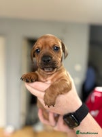 Mixed Breed dogs French bulldog x Dachshund - Advert 4