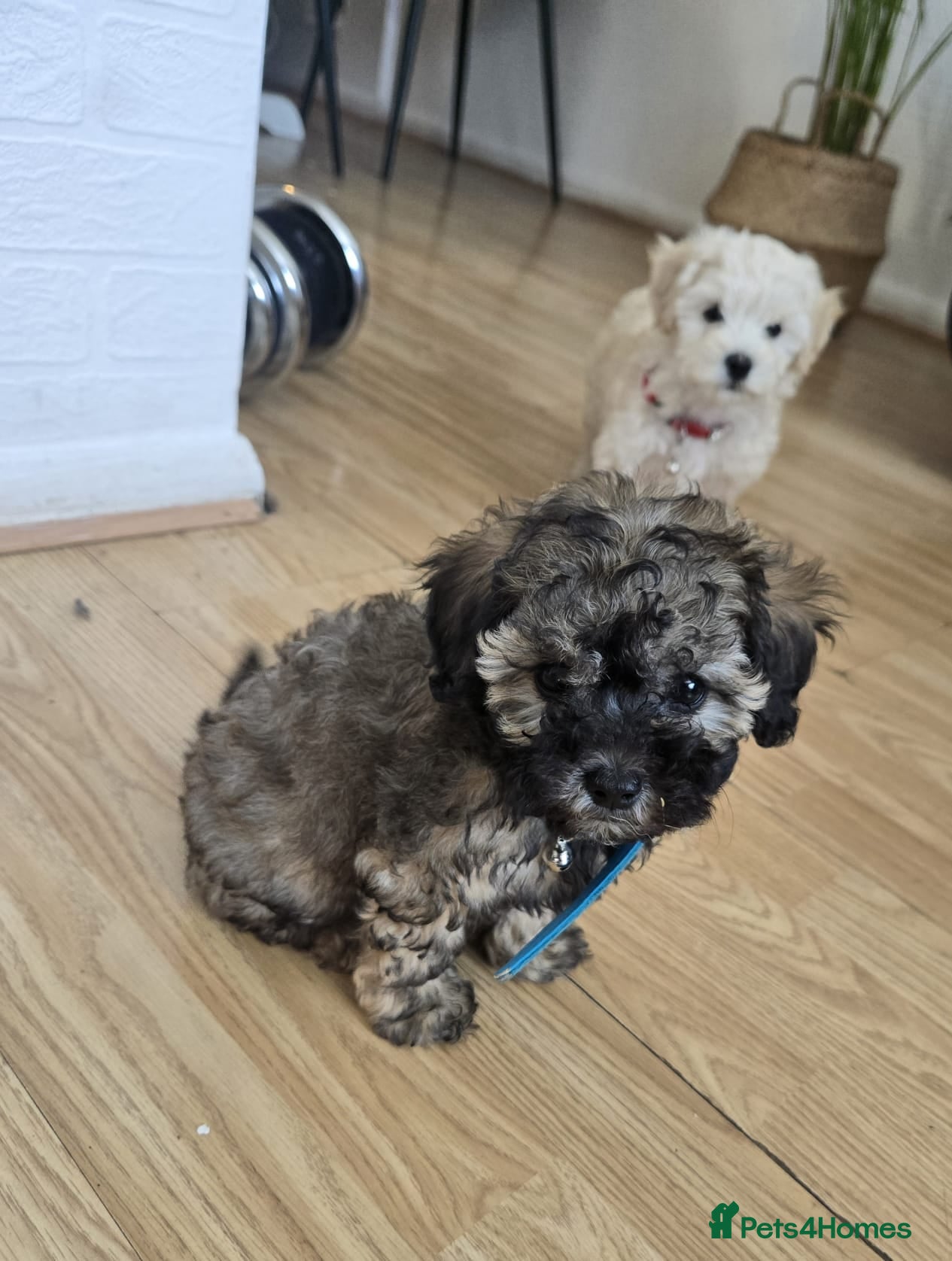 Maltipoo dogs (READY TO GO) Maltipoo Puppies - Advert 6