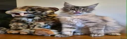 Maine Coon cats for sale: 😻 Blue Tabby Maine Coon XXL Russian Line Female  - Advert 23