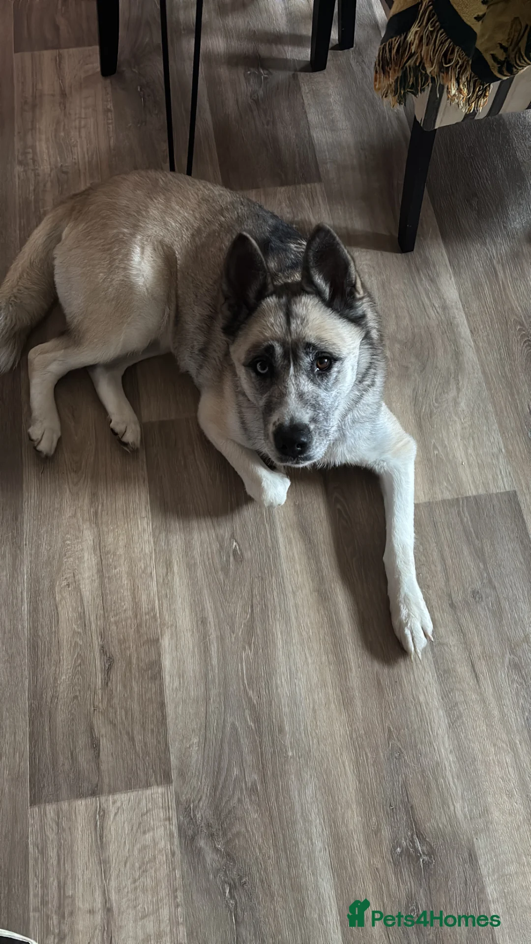 Huskita dogs for sale: Female Huskita  - Advert 1