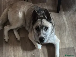 Huskita dogs Female Huskita - Advert 6