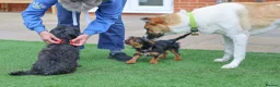 Mixed Breed dogs for adoption: Heavenly Heidi - Advert 11