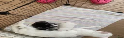 Mixed Breed cats for sale: Angora/mainecoon mix - Advert 2