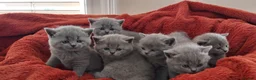 British Shorthair cats for sale: Beautiful Pedigree British Shorthair kittens  - Advert 7