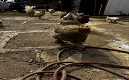 Chickens poultry for sale: Whole Laying Hen Flock for Sale, chicks, hens. - Image 16