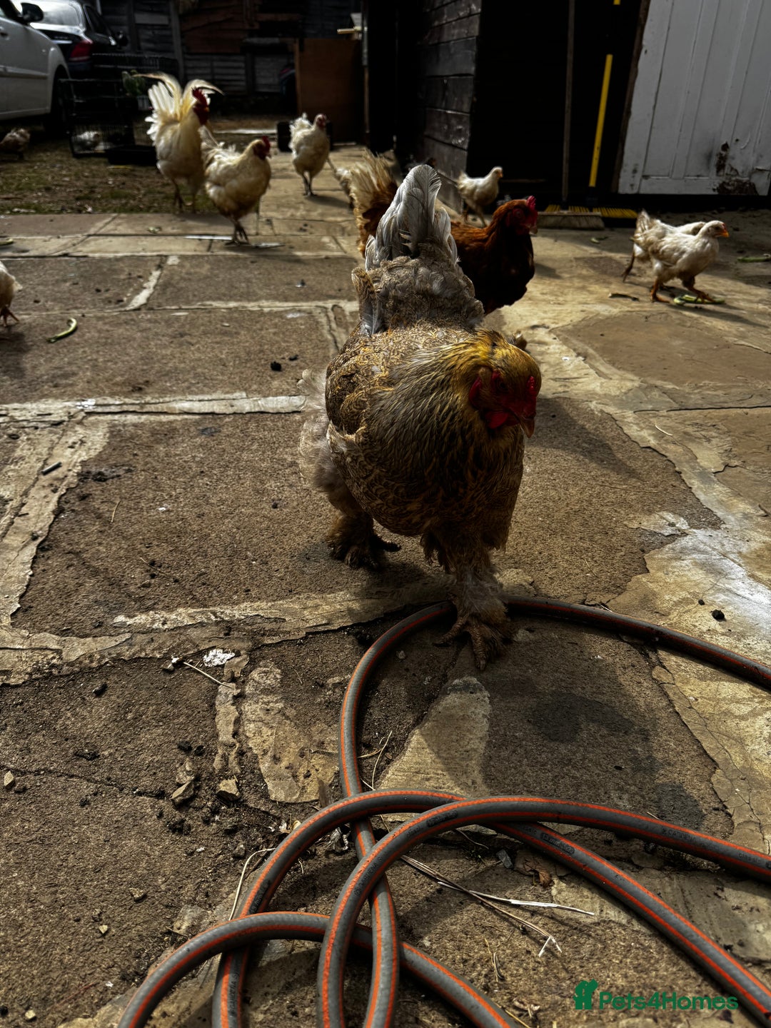 Chickens poultry for sale: Whole Laying Hen Flock for Sale, chicks, hens. - Image 16
