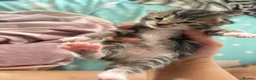 Mixed Breed cats for sale: Adorable Bengal x Shorthair Kittens - Advert 7
