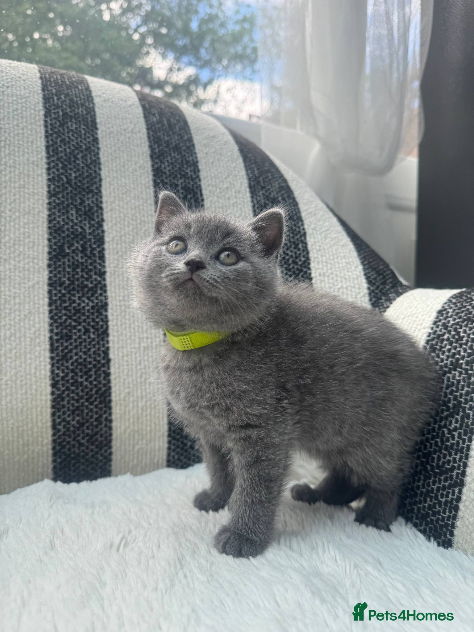 British Shorthair cats British Shorthair Kittens Blue - Advert 1