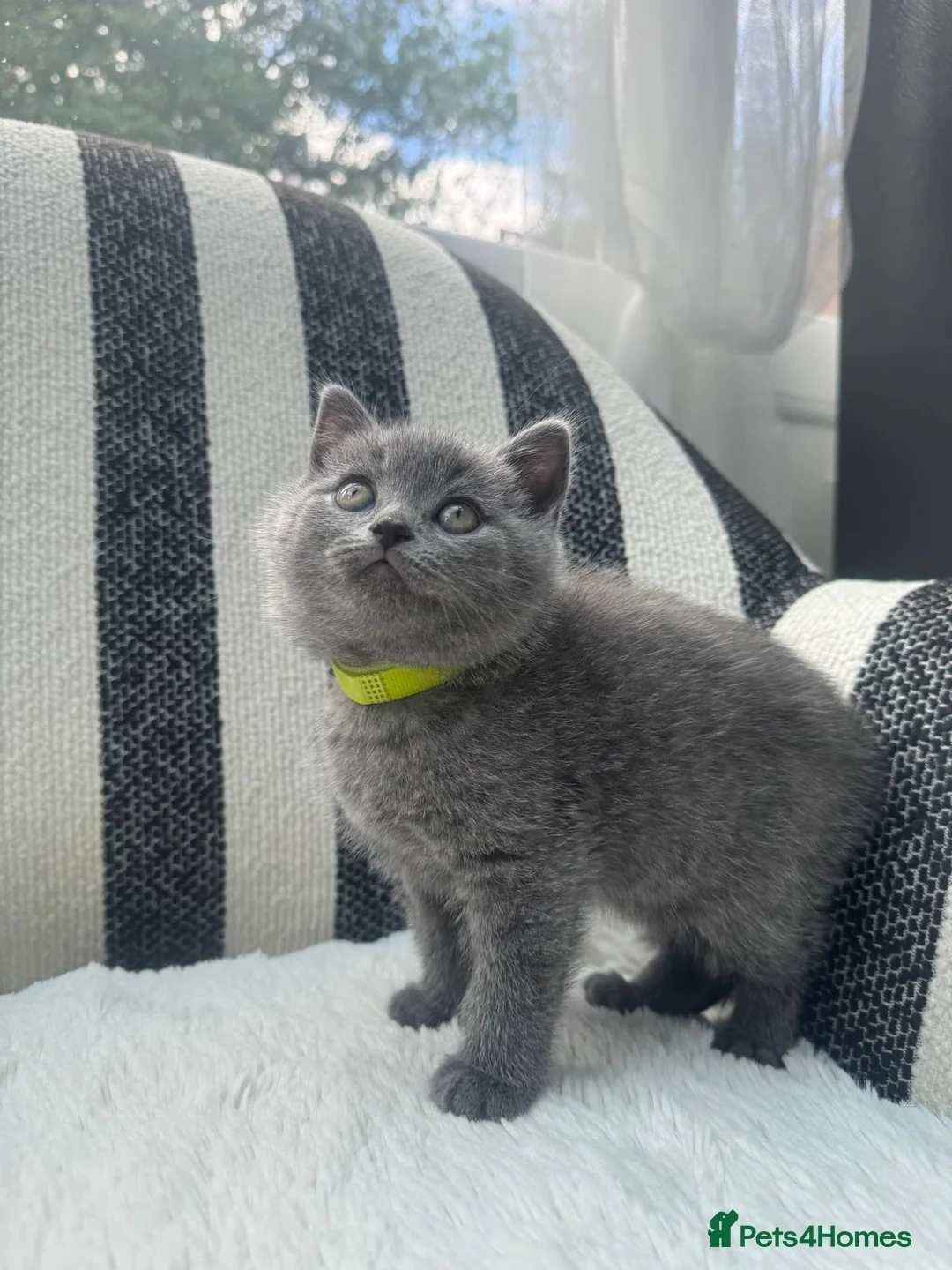 British Shorthair cats for sale: British Shorthair Kittens Blue - Advert 1