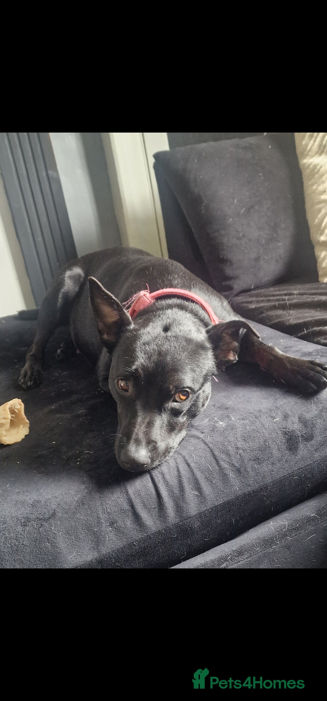 Mixed Breed dogs for sale: Puppies  - Image 10