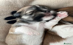 Lhasa Apso dogs for sale: Beautiful Lhasa apso puppies 🐶  - Image 30