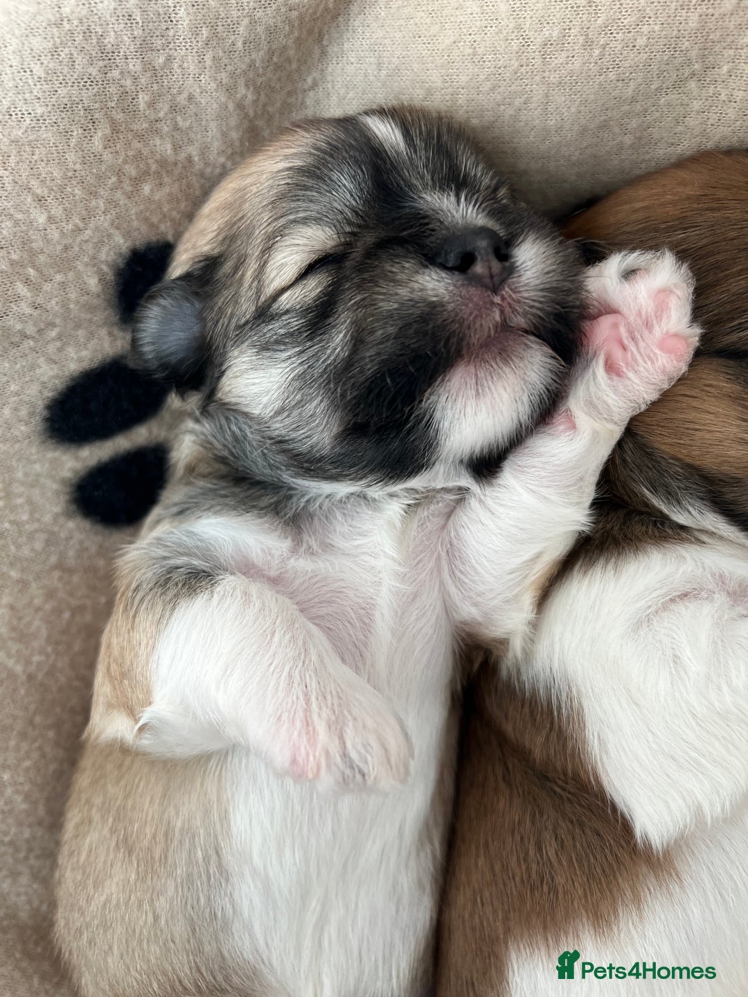 Lhasa Apso dogs for sale: Beautiful Lhasa apso puppies 🐶  - Image 30