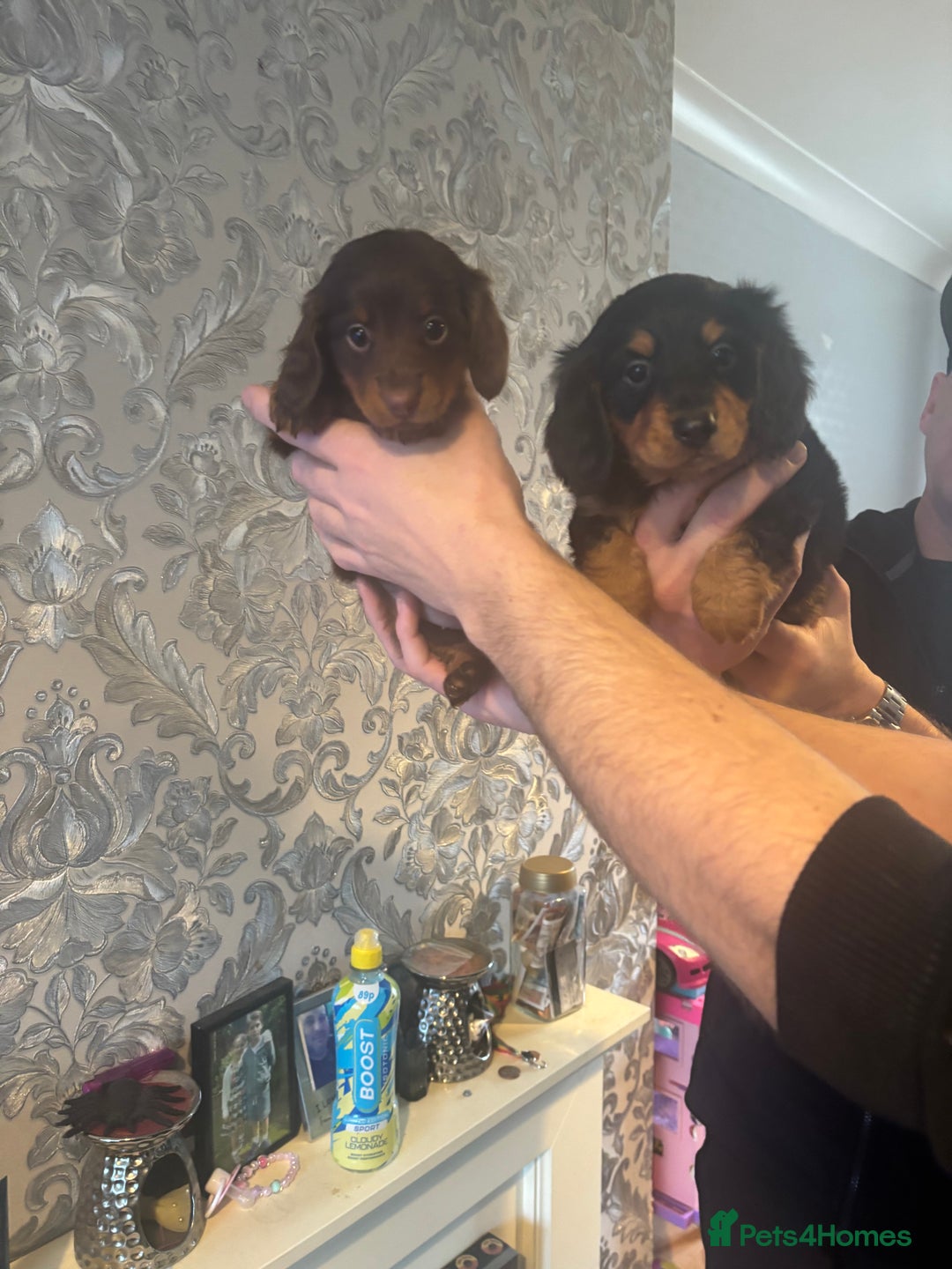 Dachshund dogs for sale: Miniature longhair dachshund puppies kc reg - Advert 7