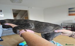 Mixed Breed dogs for sale: 4 pups - Image 2