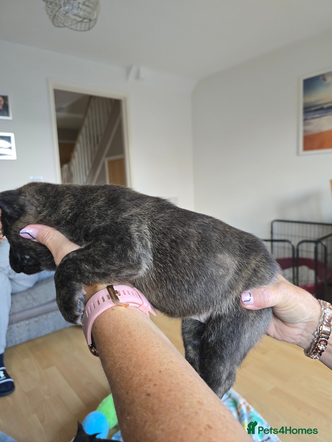 Mixed Breed dogs for sale: 4 pups - Image 2