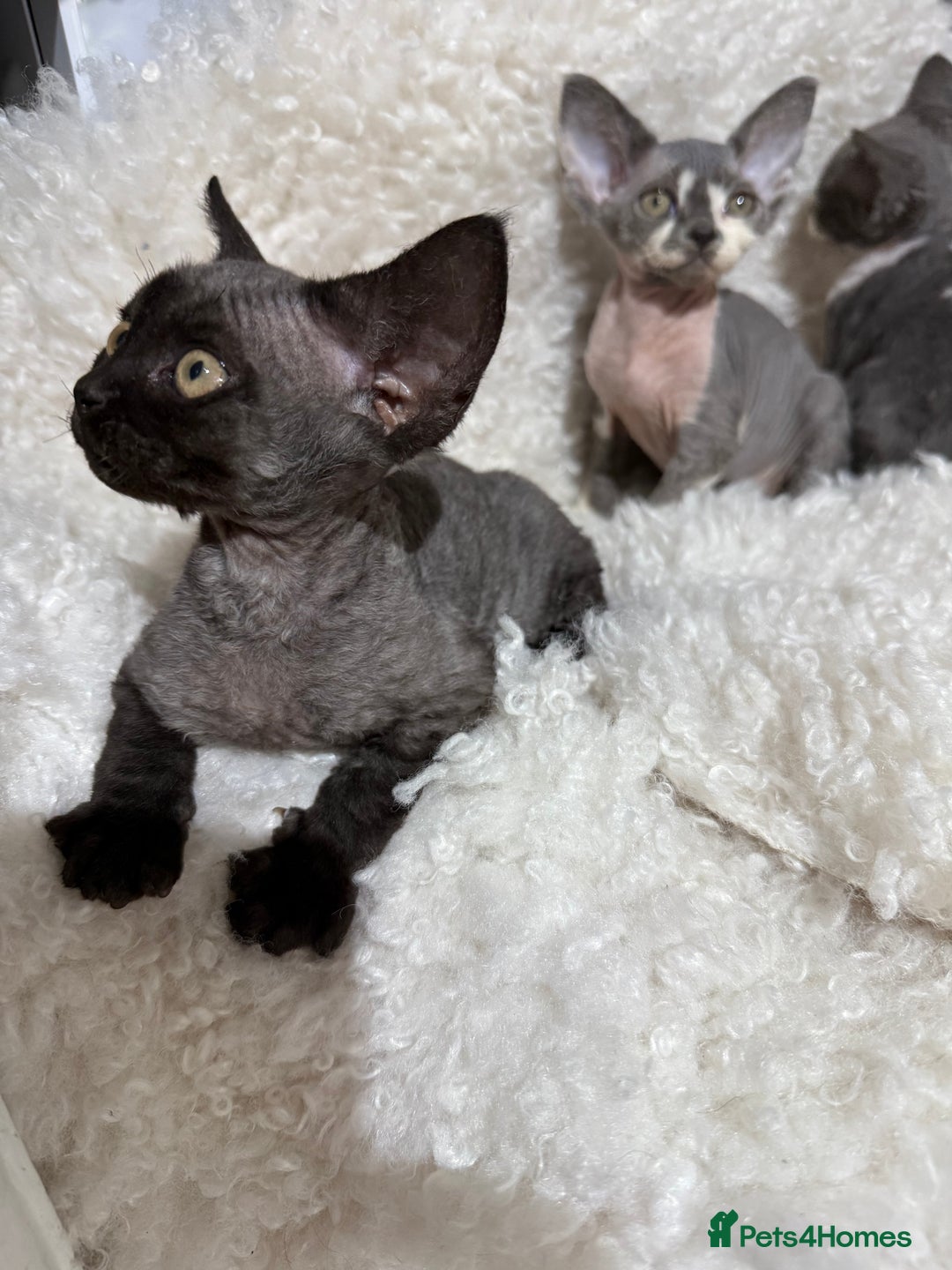 Devon Rex cats for sale: Devon Rex Kittens  - Image 8