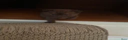 Scottish Fold cats for sale: Scottish fold kittens - Advert 1
