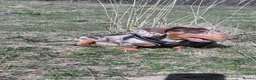 Miniature Dachshund dogs for stud: Miniature dachshund for stud  - Advert 2