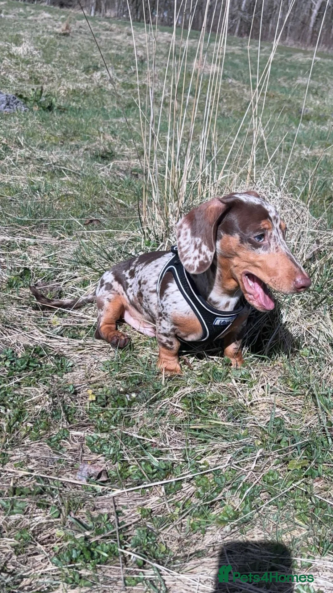 Miniature Dachshund dogs for stud: Miniature dachshund for stud  - Advert 2