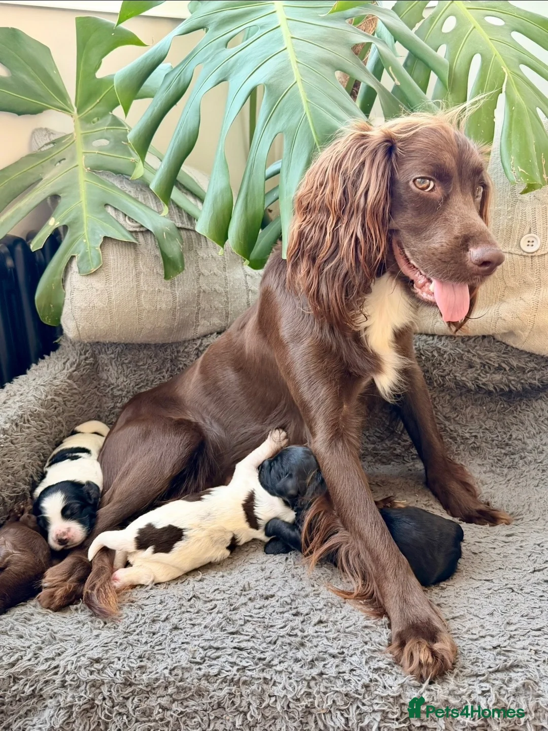 Mixed Breed dogs for sale: Sprockerpoo Puppies - Advert 1