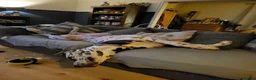Great Dane dogs for stud: For stud - Advert 5