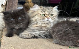 Persian cats for sale: Persian cross kittens  - Image 4