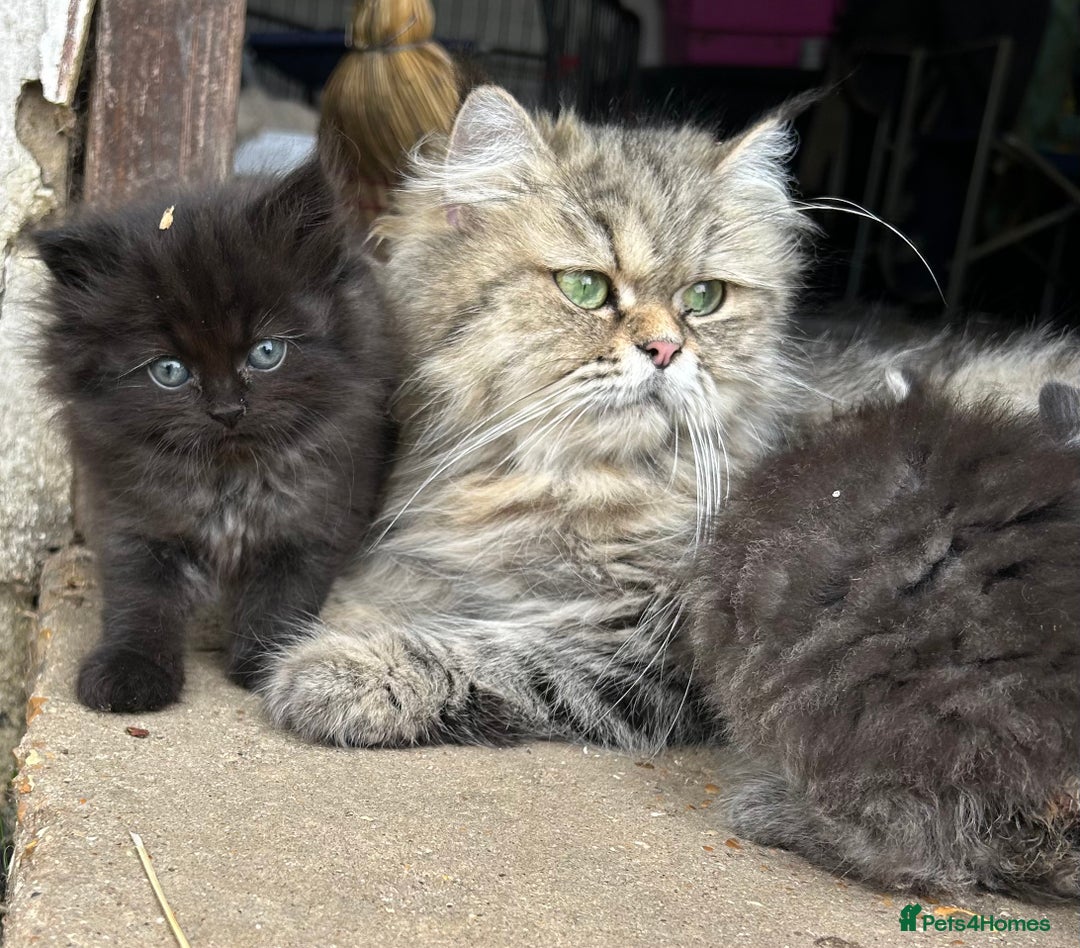 Persian cats for sale: Persian cross kittens  - Image 4