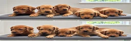 Labrador Retriever dogs for sale: 10 adorable fox red Labrador puppies  - Advert 4