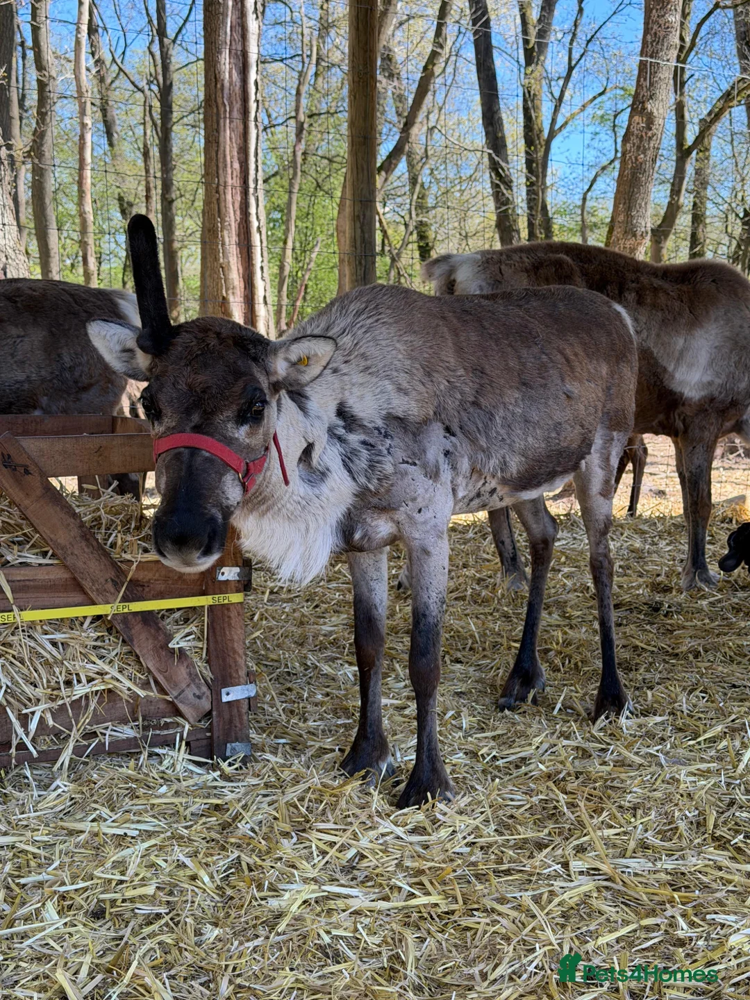 Mixed Breed livestock for sale: 3 female reindeer 5* home only  - Advert 3