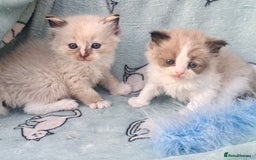 Ragdoll cats for sale: Tortie flame mink sepia cherubim tica females  - Image 11