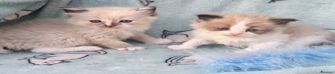 Ragdoll Kitten 7