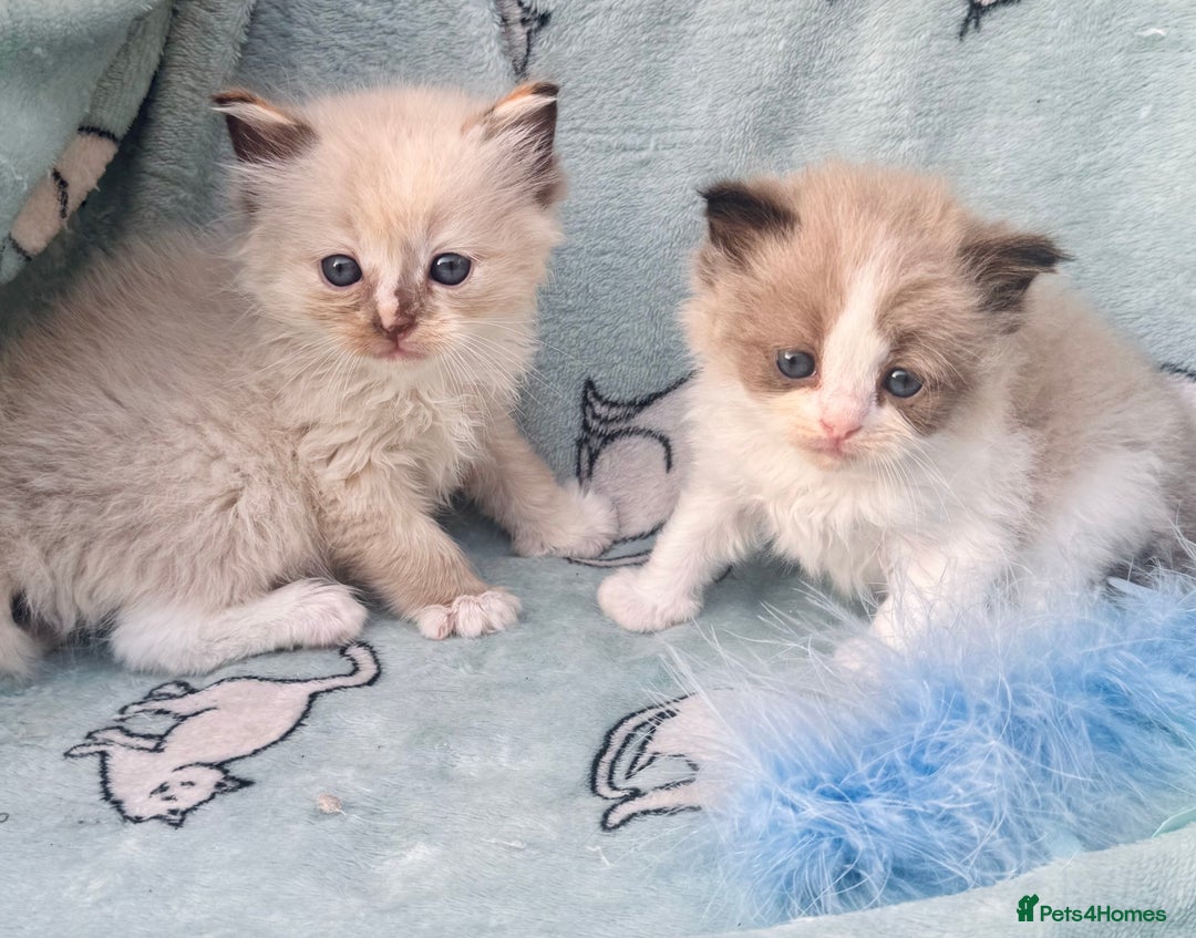 Ragdoll cats for sale: Tortie flame mink sepia cherubim tica females  - Image 11