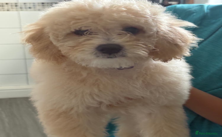 Cavapoochon dogs in Liverpool - Advert 4
