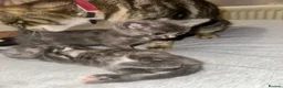 Mixed Breed cats for sale: Beautiful kittens ready now  in Birmingham - Advert 3