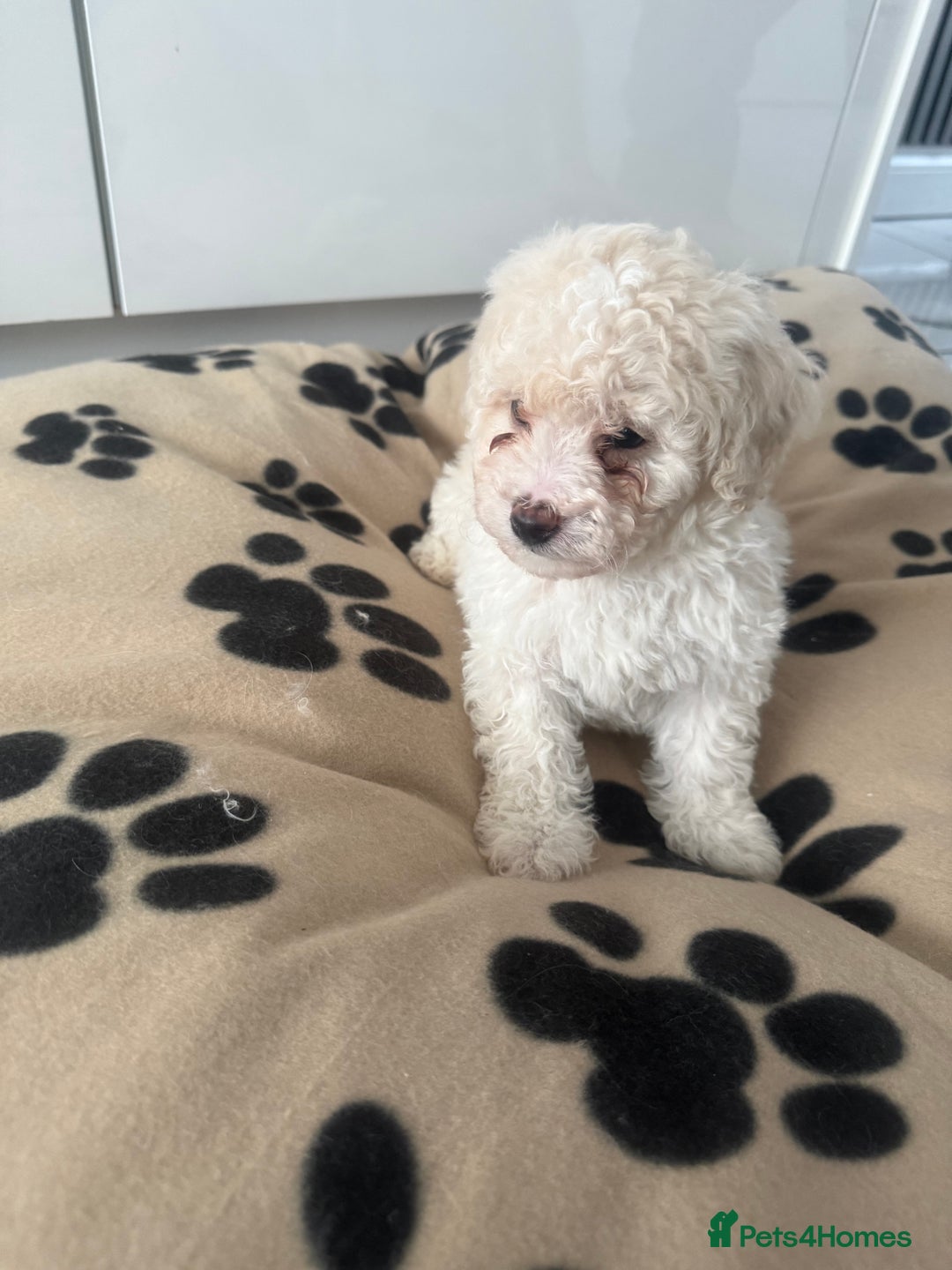 Poochon dogs for sale: Poochon puppies ready to go - Advert 9