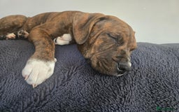 Mixed Breed dogs for sale: 16 week American Bulldog/staff - Advert 9
