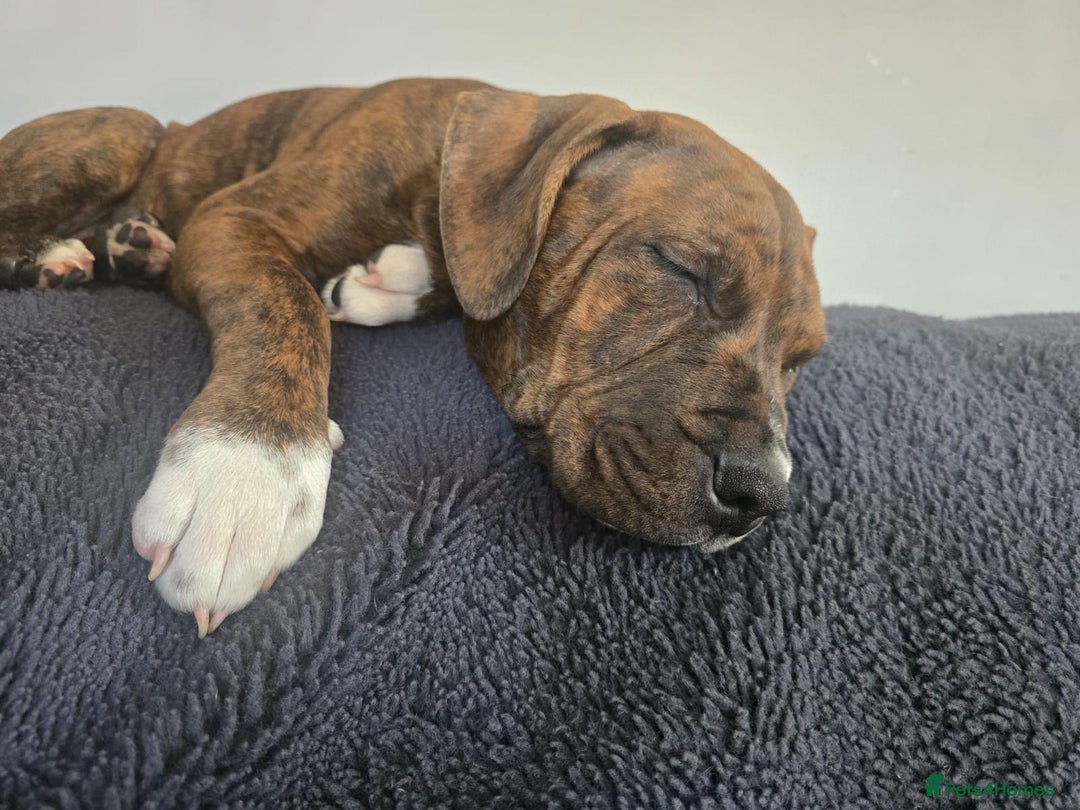 Mixed Breed dogs for sale: 16 week American Bulldog/staff - Advert 9