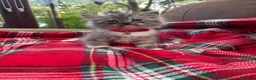 Ragdoll cats for sale: 3/4 ragdoll kittens - Advert 1