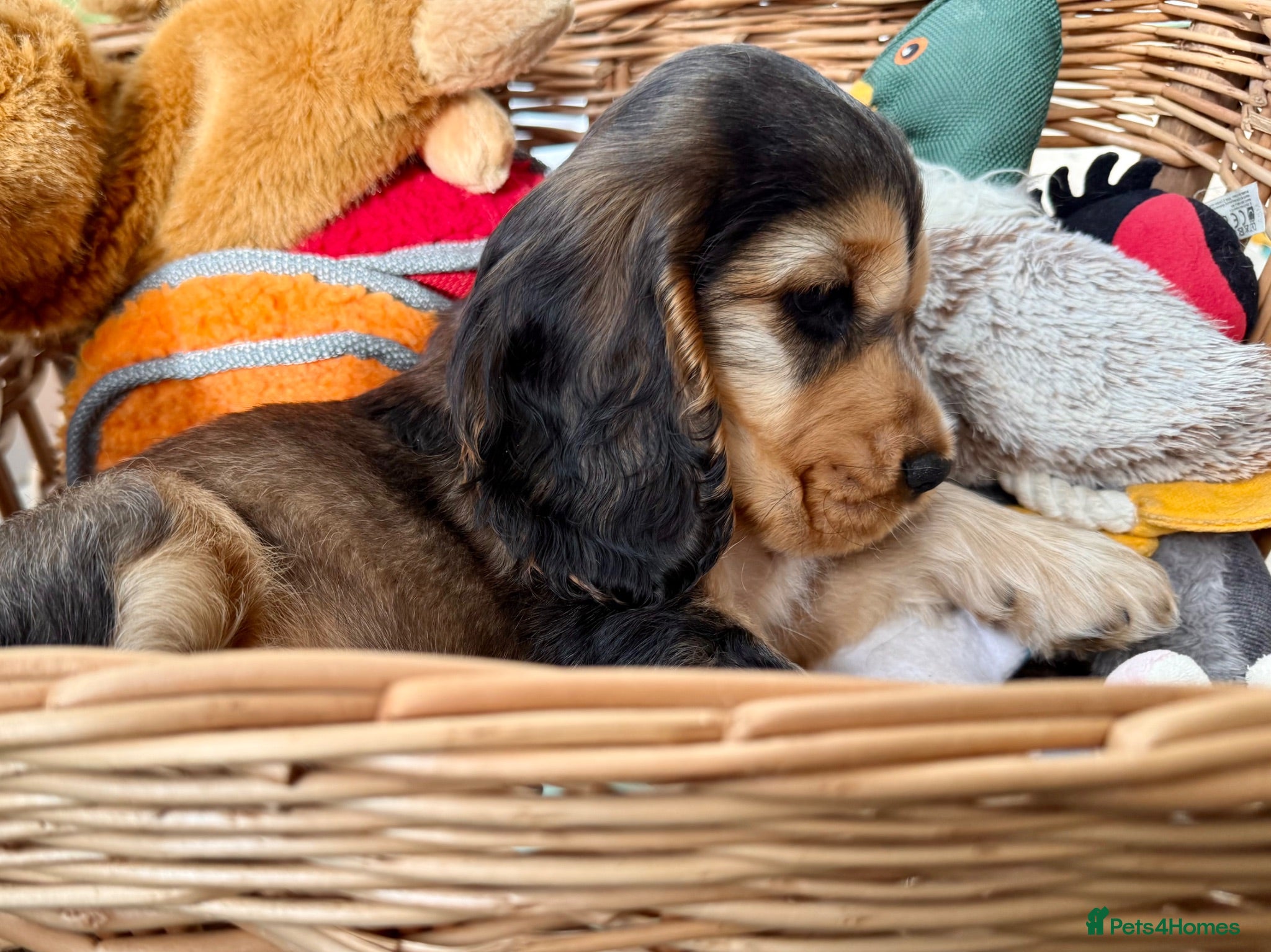 Cocker Spaniel dogs KC show cocker spaniel - last girl - Advert 1